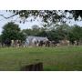 Approx. 170 Head Complete Holstein Herd Dispersal, Cattle Trailer, Misc. Equipment & supplies