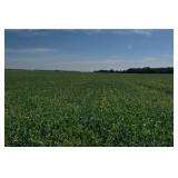 Land Auction!