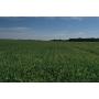 Land Auction!