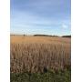 Online Only Land Auction! 