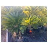 Duck Creek Nursery - Trees, Shrubs, Palms, Plants & Landscape Items
