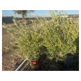 Duck Creek Nursery - Trees, Shrubs, Palms, Plants & Landscape Items