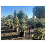 Duck Creek Nursery - Trees, Shrubs, Palms, Plants & Landscape Items