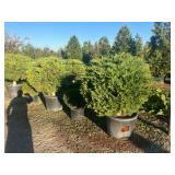 Duck Creek Nursery - Trees, Shrubs, Palms, Plants & Landscape Items