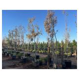 Duck Creek Nursery - Trees, Shrubs, Palms, Plants & Landscape Items