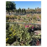 Duck Creek Nursery - Trees, Shrubs, Palms, Plants & Landscape Items