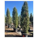 Duck Creek Nursery - Trees, Shrubs, Palms, Plants & Landscape Items