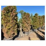 Duck Creek Nursery - Trees, Shrubs, Palms, Plants & Landscape Items