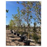 Duck Creek Nursery - Trees, Shrubs, Palms, Plants & Landscape Items