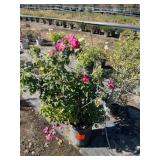 Duck Creek Nursery - Trees, Shrubs, Palms, Plants & Landscape Items