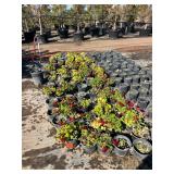 Duck Creek Nursery - Trees, Shrubs, Palms, Plants & Landscape Items