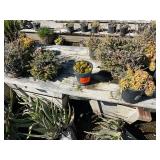 Duck Creek Nursery - Trees, Shrubs, Palms, Plants & Landscape Items
