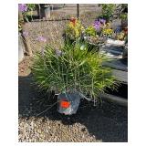 Duck Creek Nursery - Trees, Shrubs, Palms, Plants & Landscape Items