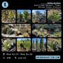 Online Auction Duck Creek Nursery Trees, Shrubs, Palms, Plants & Landscape Items